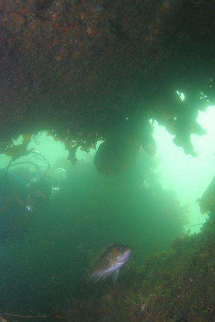 COPPER ROCKFISH IN WRECK